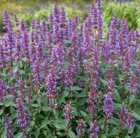 Agastache 'spp mista' vaso 14