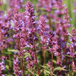 Agastache 'spp mista' vaso 14
