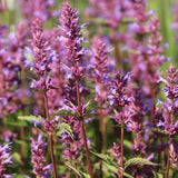 Agastache 'spp mista' vaso 14