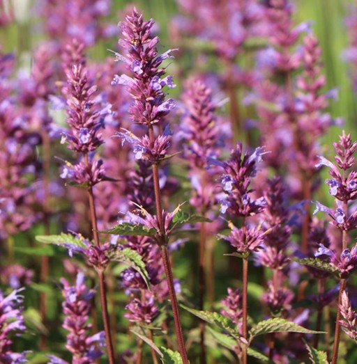Agastache 'spp mista' vaso 14