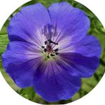 Geranium Rozanne