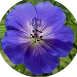 Geranium Rozanne