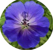 Geranium Rozanne