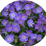 Geranium Rozanne