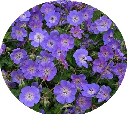 Geranium Rozanne