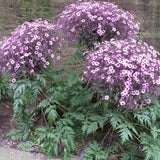 Pelargonium Maderensis v. 10