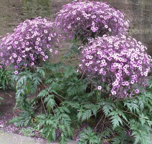 Pelargonium Maderensis v. 10