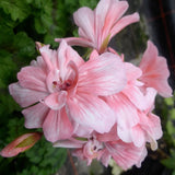 Pelargonium Zonartic ERAs Angladans