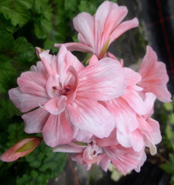 Pelargonium Zonartic ERAs Angladans
