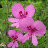 Pelargonium Limoneum  odoroso (Agrumato)