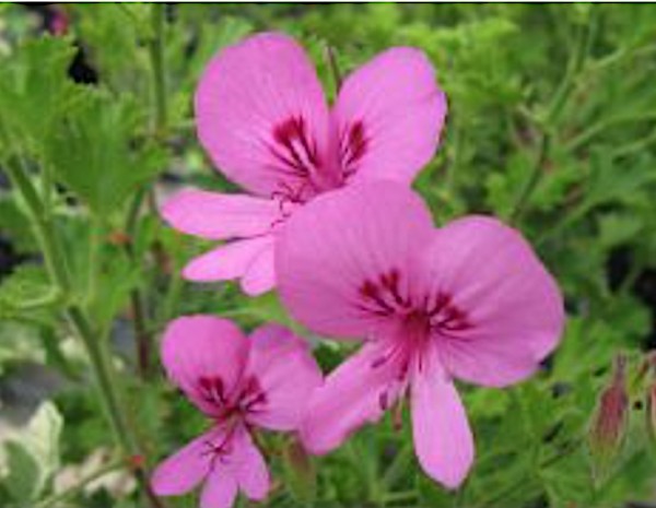 Pelargonium Limoneum  odoroso (Agrumato)