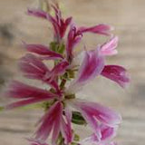 Pelargonium Caffrum x Alternans (Succulento)