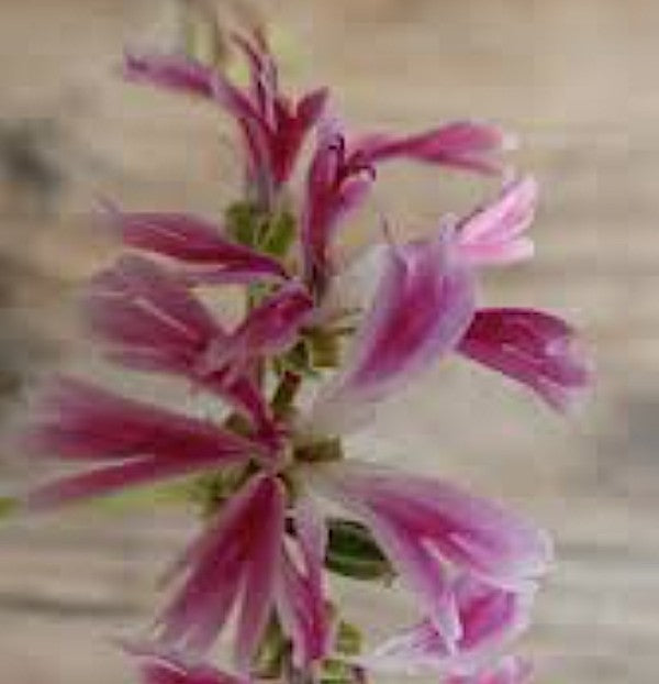 Pelargonium Caffrum x Alternans (Succulento)