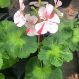 Pelargonium  Susanna vaso 10