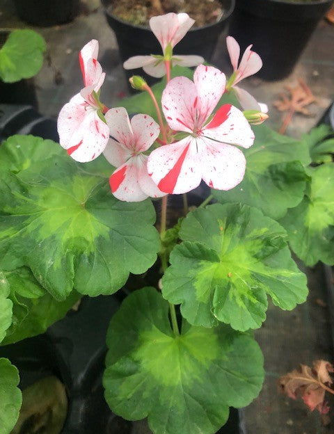 Pelargonium  Susanna vaso 10