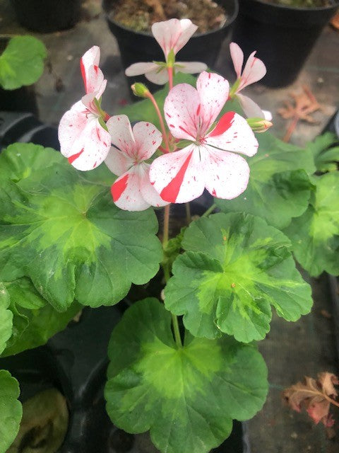Pelargonium  Susanna vaso 10