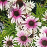 Echinacea purp. Green Twister  v.9