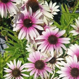 Echinacea purp. Green Twister  v.9