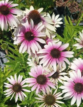 Echinacea purp. Green Twister  v.9