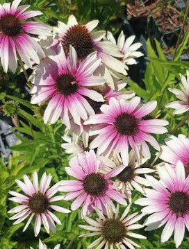 Echinacea purp. Green Twister  v.9