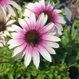 Echinacea purp. Green Twister  v.9