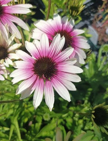 Echinacea purp. Green Twister  v.9