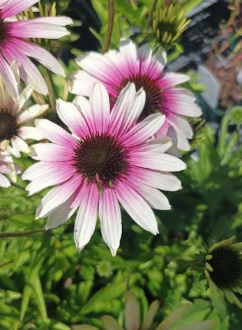 Echinacea purp. Green Twister  v.9