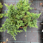 Juniperus Procubens nana vaso 18/20 Cm. 40/50