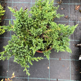 Juniperus Procubens nana vaso 18/20 Cm. 40/50