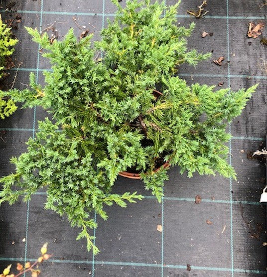Juniperus Procubens nana vaso 18/20 Cm. 40/50