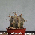 Astrophytum ornatum sb. 127 meztitian
