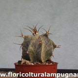 Astrophytum ornatum sb. 127 meztitian