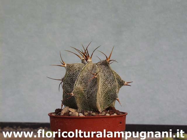 Astrophytum ornatum sb. 127 meztitian