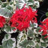 Pelargonium Spitfire vaso 10