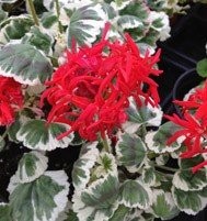 Pelargonium Spitfire vaso 10
