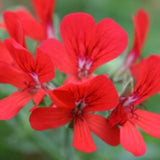 Pelargonium scarlet unique vaso 10