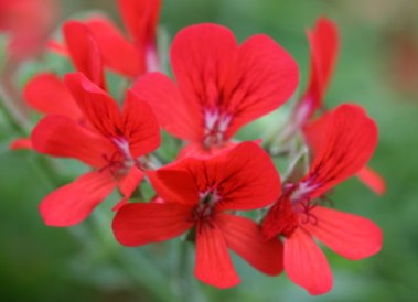 Pelargonium scarlet unique vaso 10