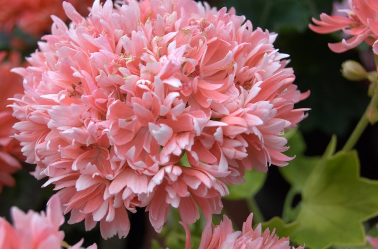Pelargonium  Rushmoor  gold ruffles in vaso 10