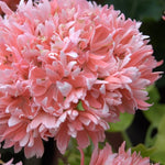 Pelargonium  Rushmoor  gold ruffles in vaso 10