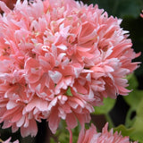 Pelargonium  Rushmoor  gold ruffles in vaso 10
