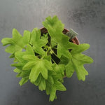 Pelargonium  Rushmoor  gold ruffles in vaso 10