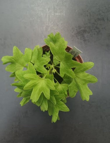 Pelargonium  Rushmoor  gold ruffles in vaso 10