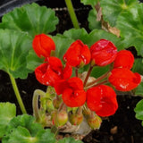 Pelargonium Tulip red pimpernella in vaso 10