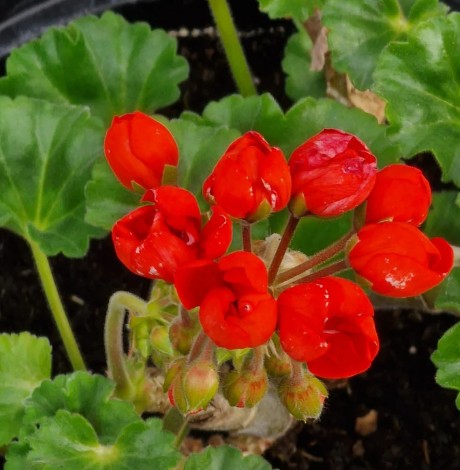 Pelargonium Tulip red pimpernella in vaso 10
