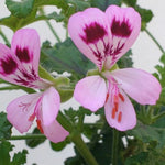 Pelargonium sweet mimosa vaso 10