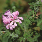 Pelargonium sweet mimosa vaso 10
