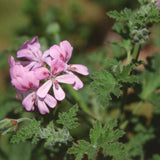 Pelargonium sweet mimosa vaso 10
