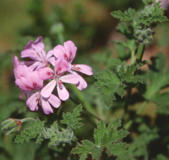 Pelargonium sweet mimosa vaso 10