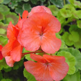 Pelargonium Santa Fe vaso 10