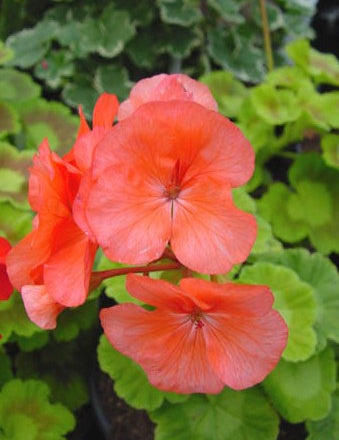 Pelargonium Santa Fe vaso 10